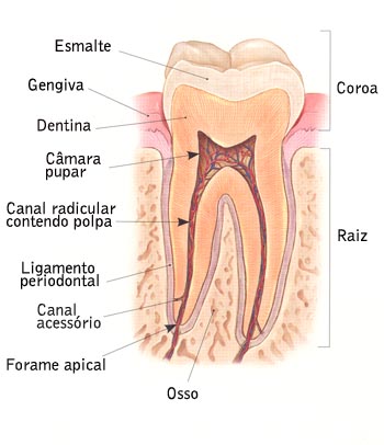 Endodontia